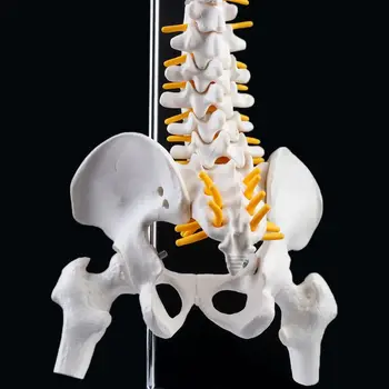 2019 НОВА 45-См Еластична Крива на гръбначния Стълб на Човека, Анатомическая Модел Анатомия на гръбначния Стълб, Медицински Инструмент Обучение