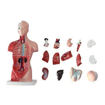 Анатомическая модел 11-инчов човешкото торса, скелета, сърцето, мозъка, на училищното ръководство за обучение