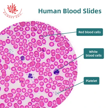 Предметни стъкла за хистология на човека Намажете кръв Висше образование Предметни стъкла за човешки тъкани Подходящи лабораторни учебни изследвания