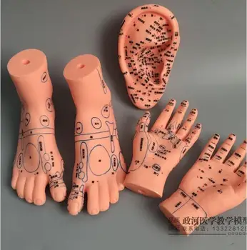 1 чифт ръце (15 см) + 1 чифт на краката (20*12 см) + ухото (16 см) модел масаж на акупунктурни точки на медицинското обгаряне с билки
