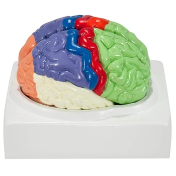 Анатомическая модел на човешкия мозък с цветни и помеченными области, разобранная модел на човешкия мозък от 2 части - включва основа