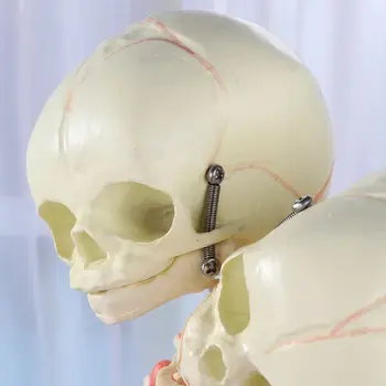 37 см Човешки двойници за глава, детски череп, Анатомический скелет, Демонстрация, обучение, обучение