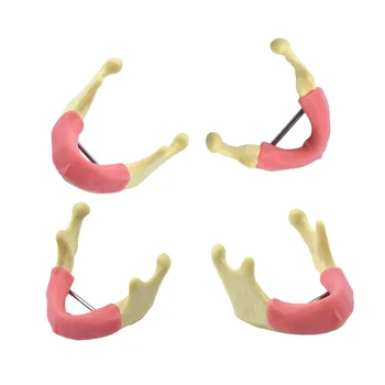 Модел на долната челюст с помощта на смоли за венците и порести кости, проучване ръководство за студенти-стоматолози